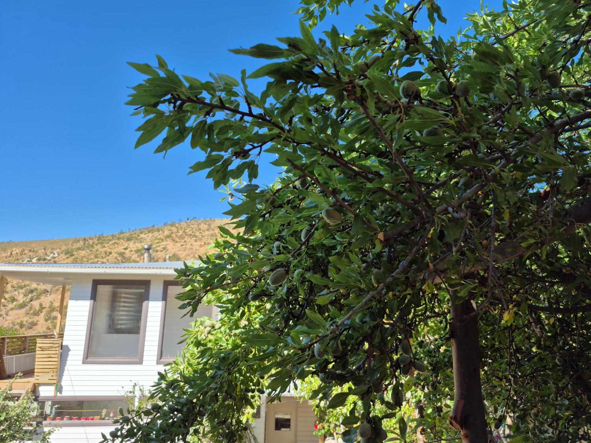 Hostal Los Almendros Canela Baja المظهر الخارجي الصورة