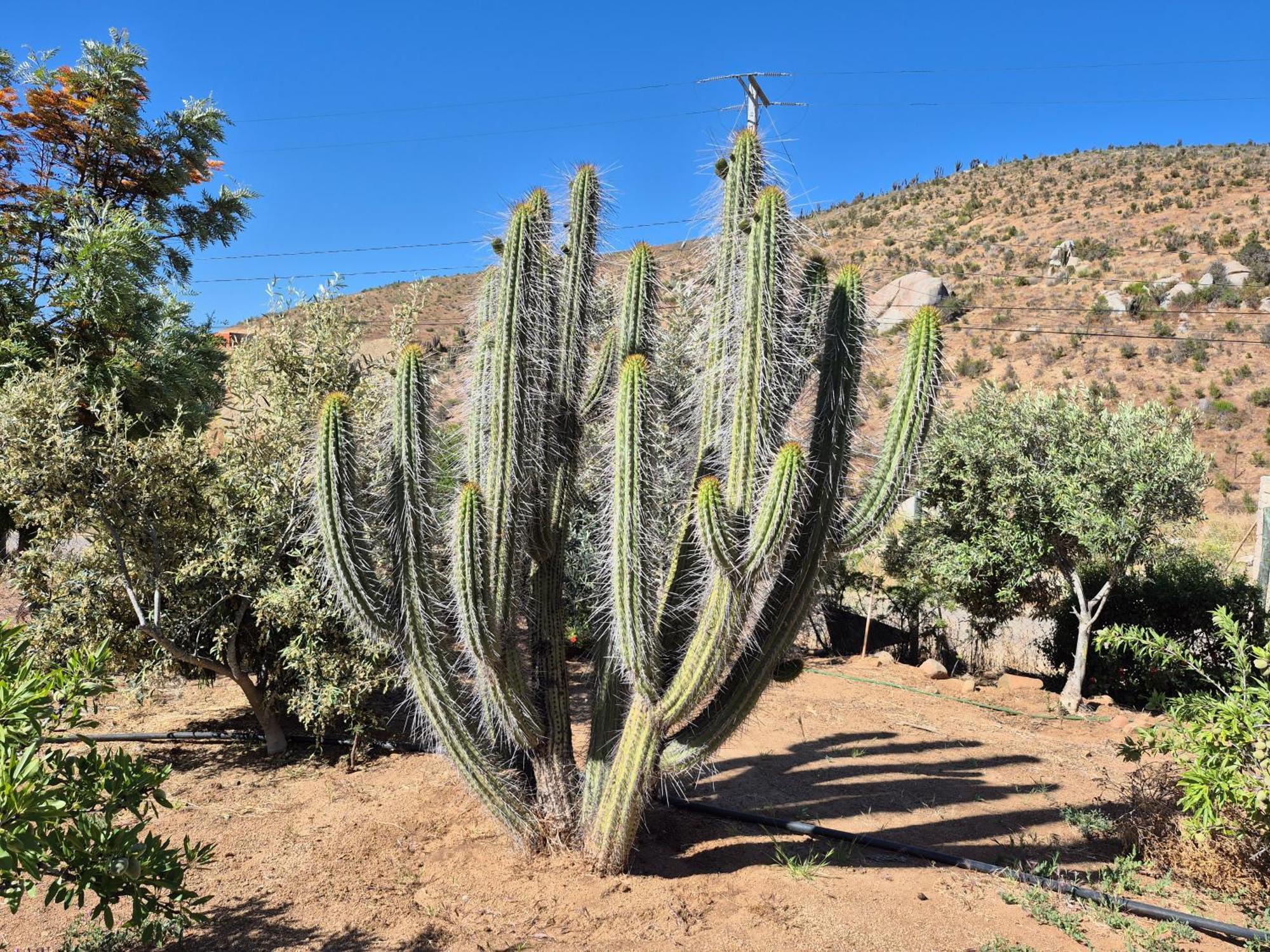 Hostal Los Almendros Canela Baja المظهر الخارجي الصورة