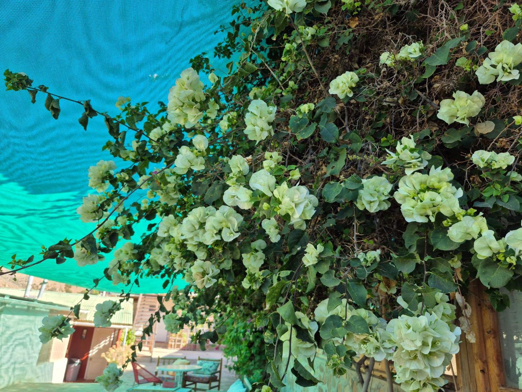 Hostal Los Almendros Canela Baja المظهر الخارجي الصورة